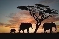 African Safari